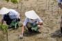  Du khách Nhật tham gia trồng rừng ở Cần Giờ