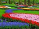 Đón Xuân Châu Âu cùng lễ hội hoa Tulip